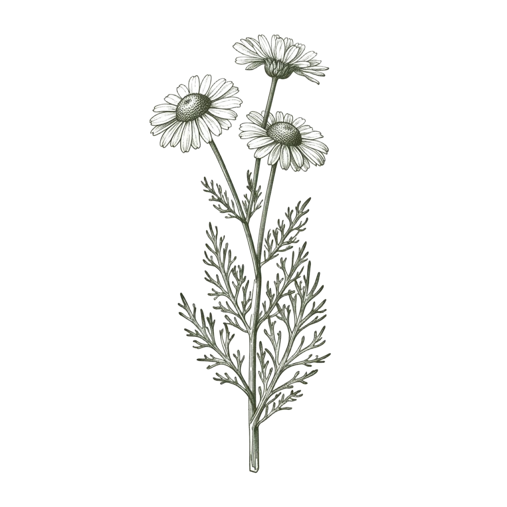 Chamomile