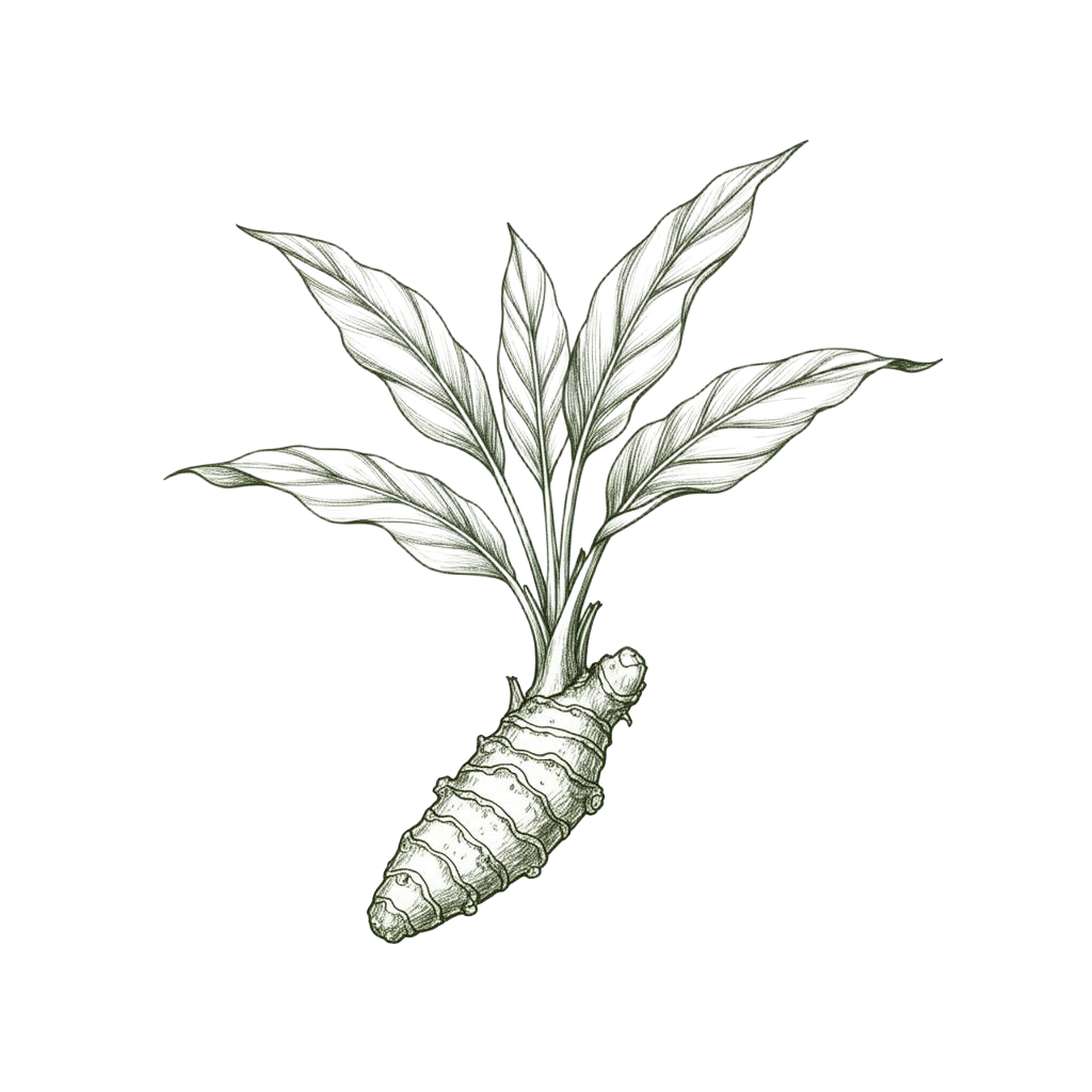 Turmeric